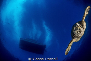 "Dive Bomb"
We watched this Turtle surface, then headed ... by Chase Darnell 